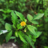 울산도깨비바늘(Bidens pilosa L.) : 산들꽃