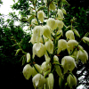 실유카(Yucca filamentosa L.) : 봄까치꽃