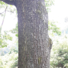 상수리나무(Quercus acutissima Carruth.) : habal