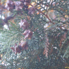측백나무(Platycladus orientalis (L.) Franco) : 바지랑대