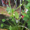 질경이택사(Alisma plantago-aquatica L. subsp. orientale (Sam.) Sam.) : 벼루