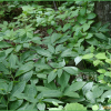 노랑미치광이풀(Scopolia lutescens Y.N.Lee) : 설뫼*