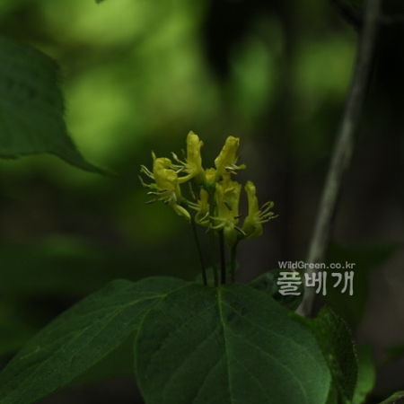 각시괴불나무(Lonicera chrysantha Turcz.) : 통통배