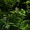 나도생강(Pollia japonica Thunb. ex Murray) : kplant1