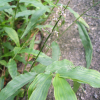 주름조개풀(Oplismenus undulatifolius (Ard.) P.Beauv.) : 들국화