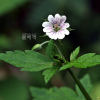 세잎쥐손이(Geranium wilfordii Maxim.) : 추풍