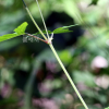 세잎쥐손이(Geranium wilfordii Maxim.) : 추풍