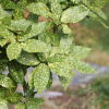 금식나무(Aucuba japonica for. variegata (Dombrain) Rehder) : 꽃천사
