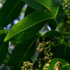 황벽나무(Phellodendron amurense Rupr.) : 파랑새