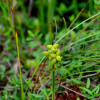 장지채(Scheuchzeria palustris L.) : 통통배