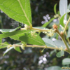 조도만두나무(Glochidion chodoense J.S.Lee & H.T.Im) : 봄까치꽃