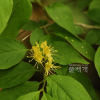 각시괴불나무(Lonicera chrysantha Turcz.) : 도리뫼