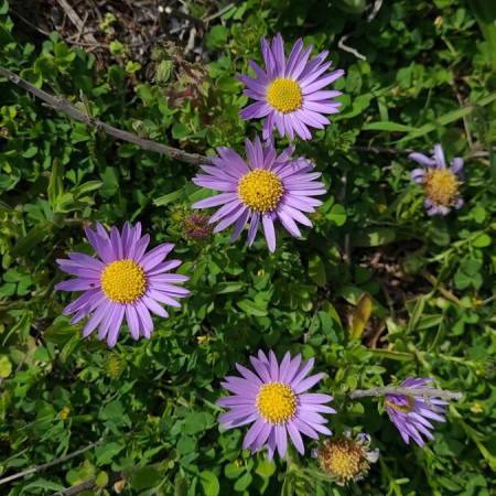 왕갯쑥부쟁이(Aster magnus Y.N.Lee & C.S.Kim) : 통통배