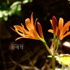 백양꽃(Lycoris sanguinea var. koreana (Nakai) T.Koyama) : 김새벽
