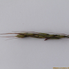 기름새(Spodiopogon cotulifer (Thunb.) Hack.) : 산들꽃