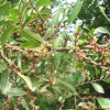 참느릅나무(Ulmus parvifolia Jacq.) : 설뫼*