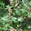 참느릅나무(Ulmus parvifolia Jacq.) : 설뫼*