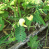 자귀풀(Aeschynomene indica L.) : 벼루