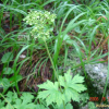 금마타리(Patrinia saniculifolia Hemsl.) : 꽃마리