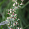 참쑥(Artemisia codonocephala Diels) : 설뫼