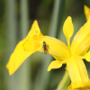노랑꽃창포(Iris pseudacorus L.) : 塞翁之馬