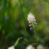 흰무릇(Barnardia japonica (Thunb.) Schult.f. f. albiflora (Satake) Yonek.) : johan