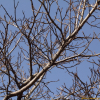 곰의말채나무(Cornus macrophylla Wall.) : 추풍