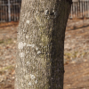 곰의말채나무(Cornus macrophylla Wall.) : 추풍