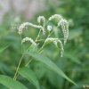 흰여뀌(Persicaria lapathifolia (L.) Delarbre) : 고들빼기