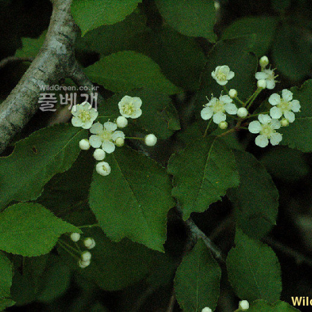 윤노리나무(Pourthiaea villosa (Thunb.) Decne.) : 벼루