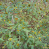 미국가막사리(Bidens frondosa L.) : 봄까치꽃