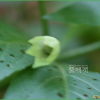 노랑미치광이풀(Scopolia lutescens Y.N.Lee) : 설뫼*