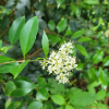 광나무(Ligustrum japonicum Thunb.) : 산들꽃