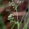 긴잎갈퀴(Galium boreale L.) : 무심거사