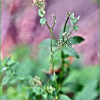 긴잎갈퀴(Galium boreale L.) : 무심거사