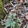 숲고사리삼(Botrychium atrovirens (Sahashi) M.Kato) : 산들꽃