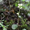 콩팥노루발(Pyrola renifolia Maxim.) : habal