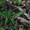 가회톱(Ampelopsis japonica (Thunb.) Makino) : 통통배