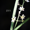 흰여로(Veratrum versicolor Nakai) : 산들꽃