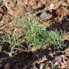 비쑥(Artemisia scoparia Waldst. & Kit.) : 무심거사