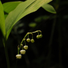 은방울꽃(Convallaria keiskei Miq.) : 통통배