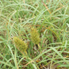 통보리사초(Carex kobomugi Ohwi) : 무심거사