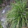 밀사초(Carex boottiana Hook. & Arn.) : 설뫼*