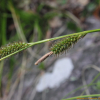 밀사초(Carex boottiana Hook. & Arn.) : 설뫼*