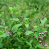 매화말발도리(Deutzia uniflora Shirai) : 둥근바위솔