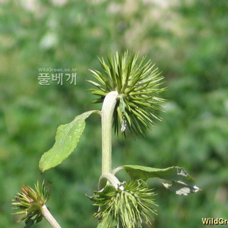 절굿대(Echinops setifer Iljin) : 필릴리