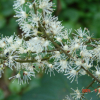 승마(Actaea heracleifolia (Kom.) J.Compton) : 晴嵐
