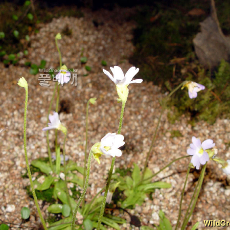 벌레잡이제비꽃(Pinguicula vulgaris var. macroceras (Link) Herder) : 별꽃