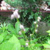 모시대(Adenophora remotiflora (Siebold & Zucc.) Miq.) : 통통배