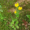 고들빼기(Crepidiastrum sonchifolium (Bunge) J.H.Pak & Kawano) : 꽃사랑